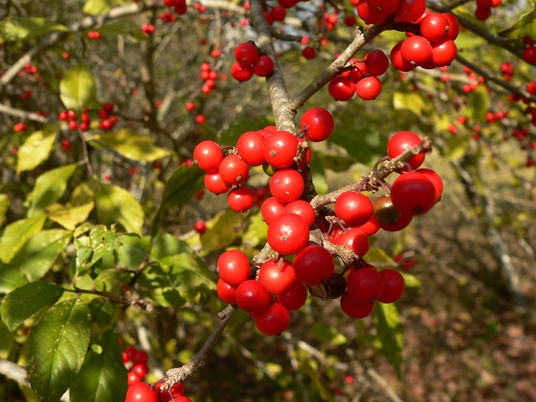 {Ilex decidua}